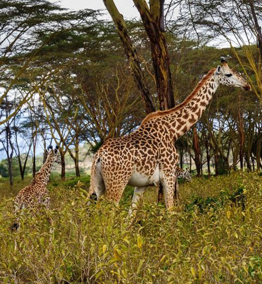 Lake Nakuru