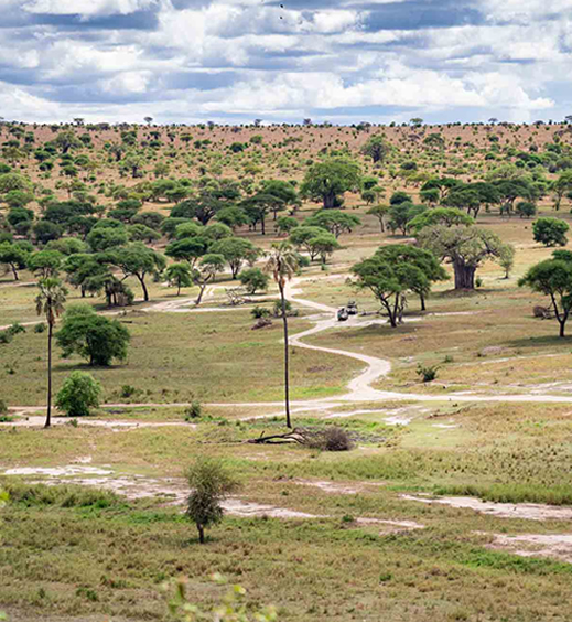 Tarangire
